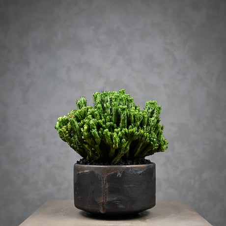 Euphorbia enopla f. monstrosa cristata / ユーフォルビア エノプラ 石化 綴化【実生】 + 信楽焼