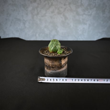 Euphorbia obesa hyb ’ Bonten ’ f. monstrosa  / ユーフォルビア オベサ 梵天 石化 【実生】 + 信楽焼