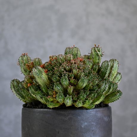 Euphorbia horrida f.monstrosa ' varietas ' / ユーフォルビア ホリダ 石化 (モンストローサ) 変異種 紅葉【実生】+ 信楽焼