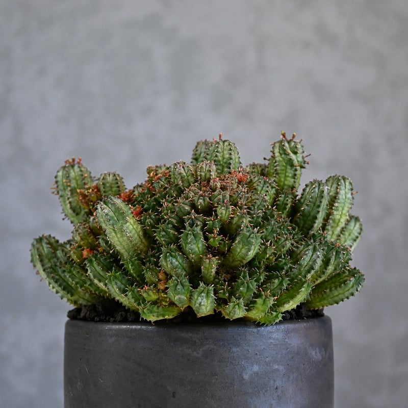 Euphorbia horrida f.monstrosa ' varietas ' / ユー