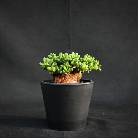 Ceraria pygmaea / ケラリア ピグマエア 【発根済】【雌雄未判別】