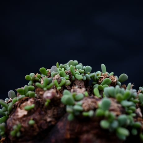 Ceraria pygmaea / ケラリア ピグマエア 【発根済】 [雌雄未判別]