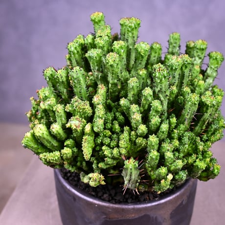 Euphorbia enopla f. monstrosa cristata / ユーフォルビア エノプラ 石化 綴化【実生】 + 信楽焼