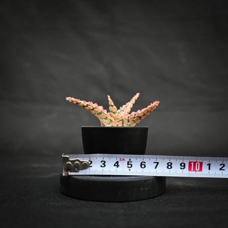 Aloe hybrid / アロエ ハイブリッド【微発根】