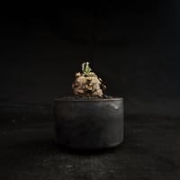 【Premium Line】 Euphorbia mlanjeana / ユーフォルビア ムランジーナ 【微発根】 + 万山鉢