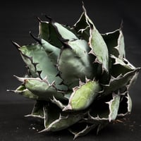 【XLサイズ】 Agave titanota ' Black and Blue ' / アガベ チタノタ ブラックアンドブルー (ブルーボール) (ベアルート)