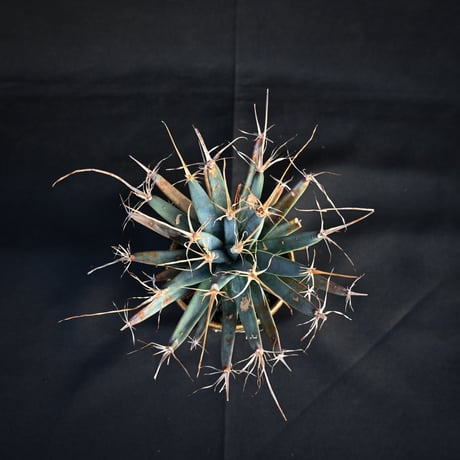 Leuchtenbergia principis / レウクテンベルギア プリンキピス 晃山 【発根済】