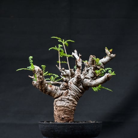 Boswellia neglecta / ボスウェリア ネグレクタ 【発根済】 +  信楽焼