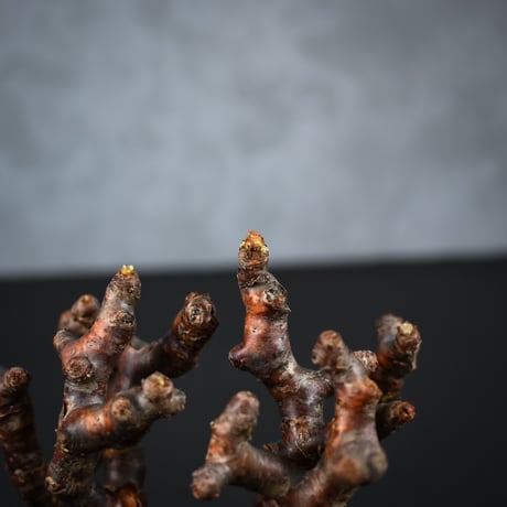 Pelargonium mirabile / ペラルゴニウム ミラビレ 【枝挿】【微発根】