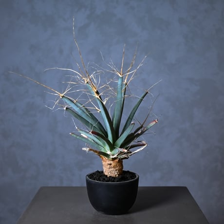 Leuchtenbergia principis / レウクテンゲルギア プリンキピス 晃山【実生】