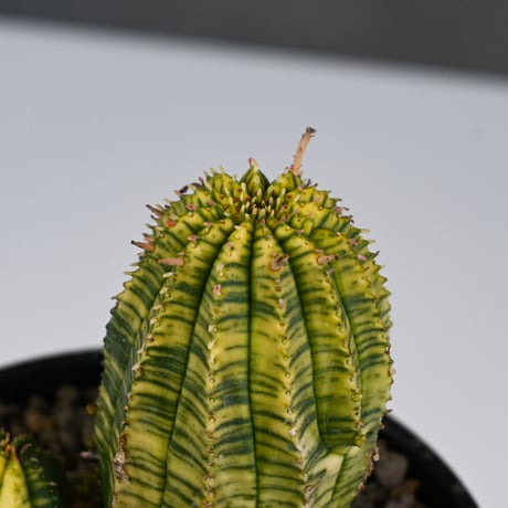 Euphorbia obesa hyb ’ Bonten ’ variegated / ユーフォルビア オベサ 丹天 錦 斑入り 【発根済】