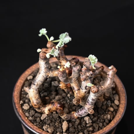 Pelargonium mirabile / ペラルゴニウム ミラビレ (二本差) 【発根済】 + 信楽焼