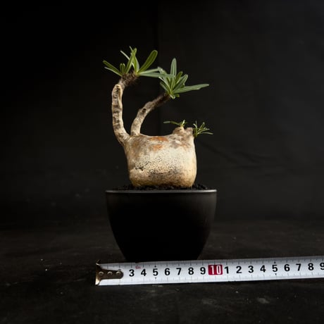 Pachypodium rosulatum var. gracilius / パキポディウム グラキリス 【微発根】