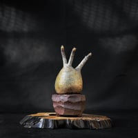 Pachypodium rosulatum var. gracilius / パキポディウム グラキリス 【微発根】