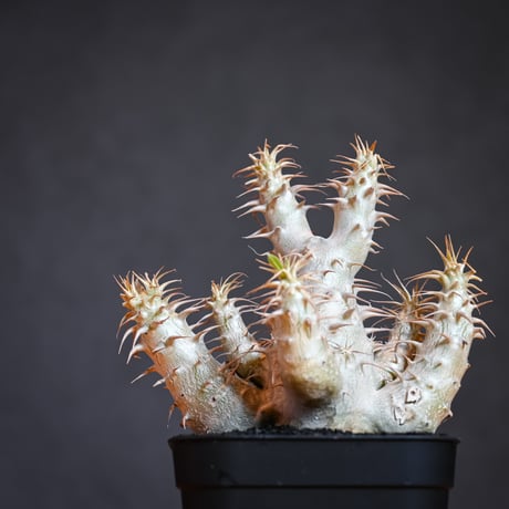 Pachypodium makayense  / パキポディウム マカイエンセ 【微発根】