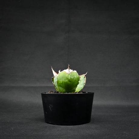 Agave titanota ' Whate Whale ' / アガベ チタノタ '白鯨 '   【発根済】