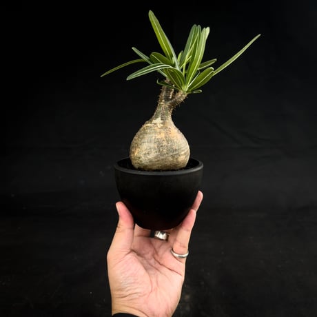 Pachypodium rosulatum var. gracilius / パキポディウム グラキリス 【微発根】