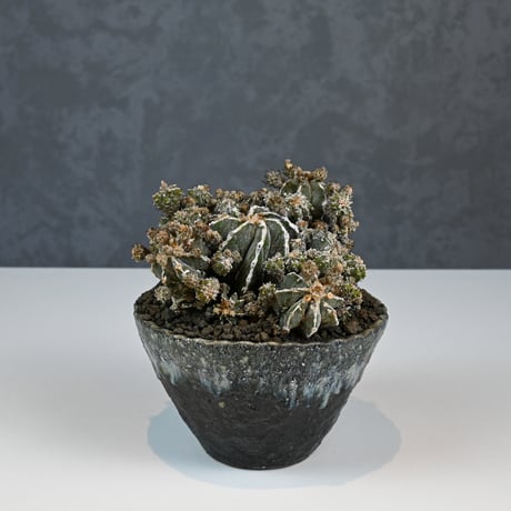 Astrophytum myriostigma f. monstrosa / アストロフィツム 子吹き鸞鳳玉 石化 (モンストローサ) (ランポー)【実生】 + 信楽焼