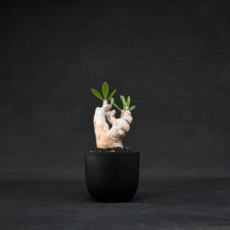 Pachypodium rosulatum var. brevicalyx / パキポディウム ブレビカリクス 【微発根】