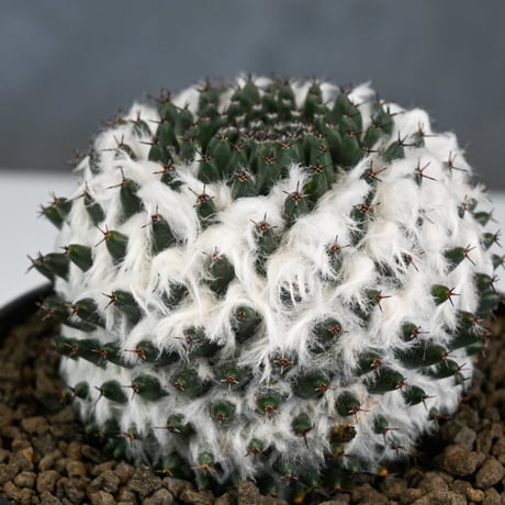 Mammillaria sempervivi v. caput-medusae  / マミラリア 景清 【自根】