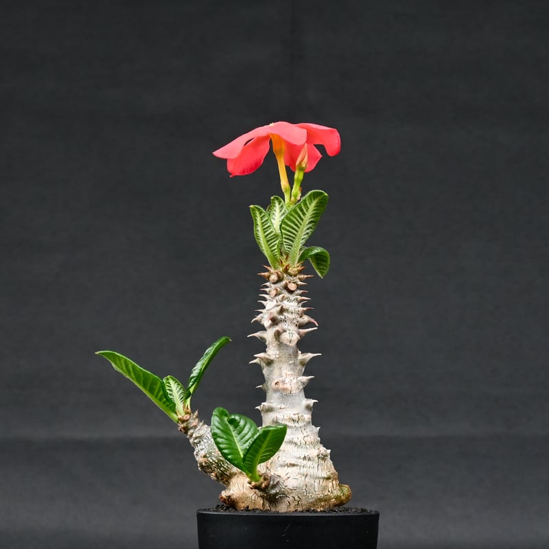 パキポディウム　ウィンゾリー　Pachypodium windsorii Pachypodiumhybrid #Pachypodium#hybrid #baronii#windsorii