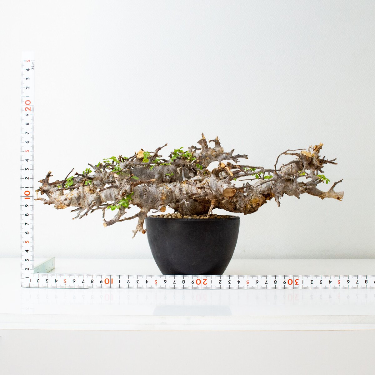 Commiphora sp. somalia eyl / コミフォラ エイル (微発根) |