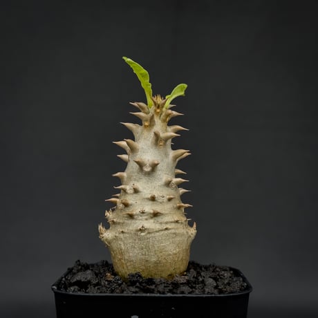 Pachypodium bicolor / パキポディウム ビカラー (バイカラー)【実生】