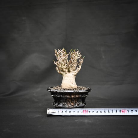 【Premium Line】 Adenium arabicum / アデニウム アラビカム 【微発根】 + TENKUu 【Wild Heaven】