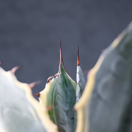 Agave parrasana ' Fire ball ' / アガベ パラサナ ファイヤーボール (白覆輪)【発根済】