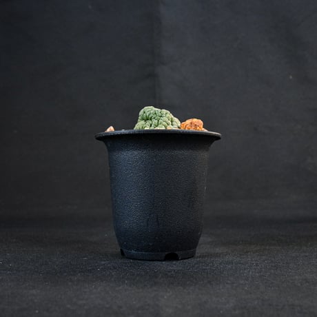 Larryleachia cactiformis / ラリレアキア カクティフォルメ 仏頭玉【発根済】