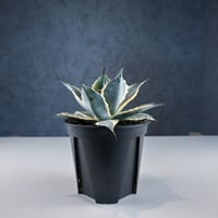 Agave parrasana ' Fire ball ' / アガベ パラサナ ファイヤーボール (白覆輪)【発根済】