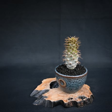 【Premium Line】 Pachypodium ambongense / パキポディウム アンボンゲンセ 【微発根】 + 円 -MADOKA- 蒼鱗 凹 【QUTOTEN.】