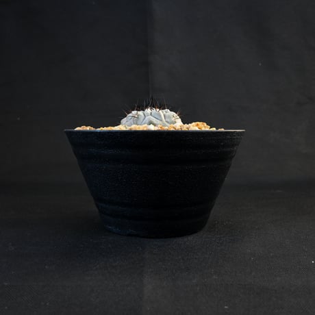 Copiapoa cinerea / コピアポア シネレア 黒王丸 【実生】