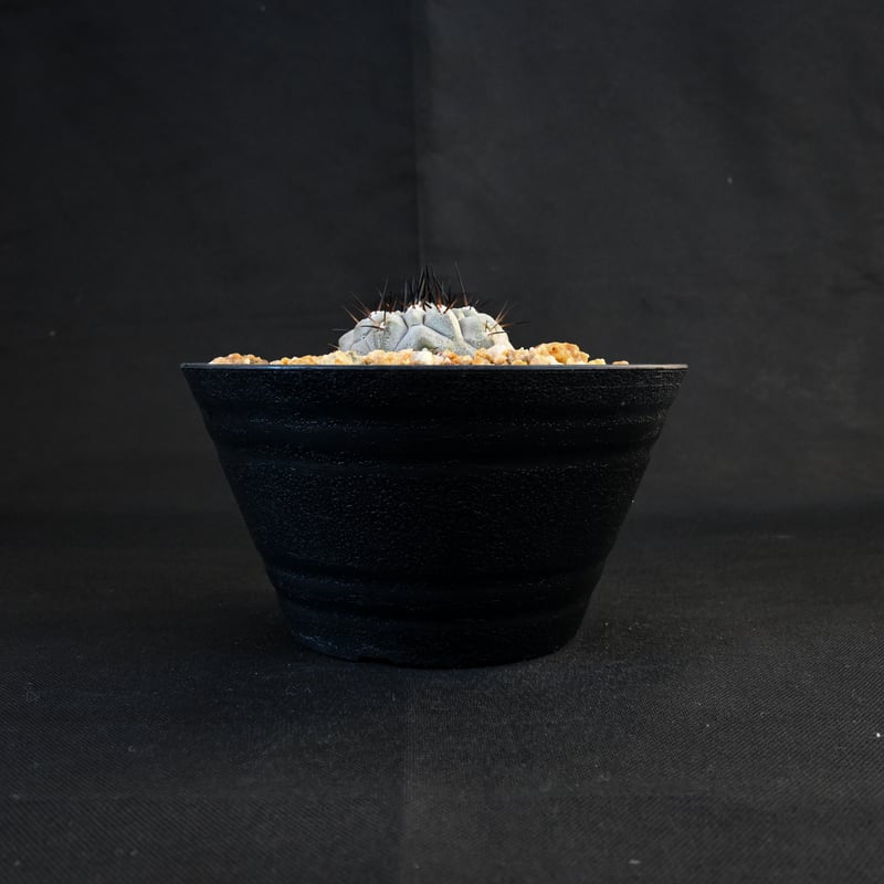 Copiapoa cinerea / コピアポア シネレア 黒王丸 【実生 Copiapoa cinerea / コピアポア シネレア 黒王丸 【実生