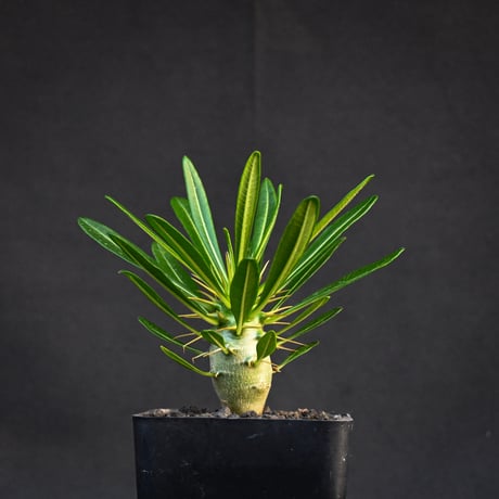Pachypodium ambongense / パキポディウム アンボンゲンセ 【実生】