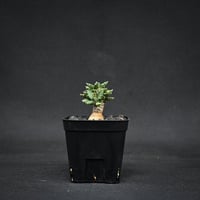 Euphorbia tulearensis / ユーフォルビア トゥレアレンシス 【実生】