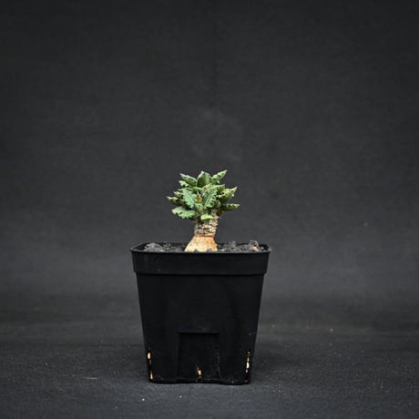 ユーフォルビアトゥレアレンシス | STORES