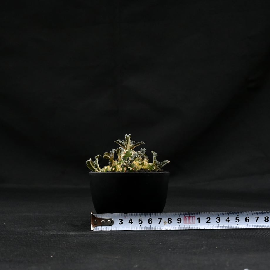 668fa71bf257810037f6b87d