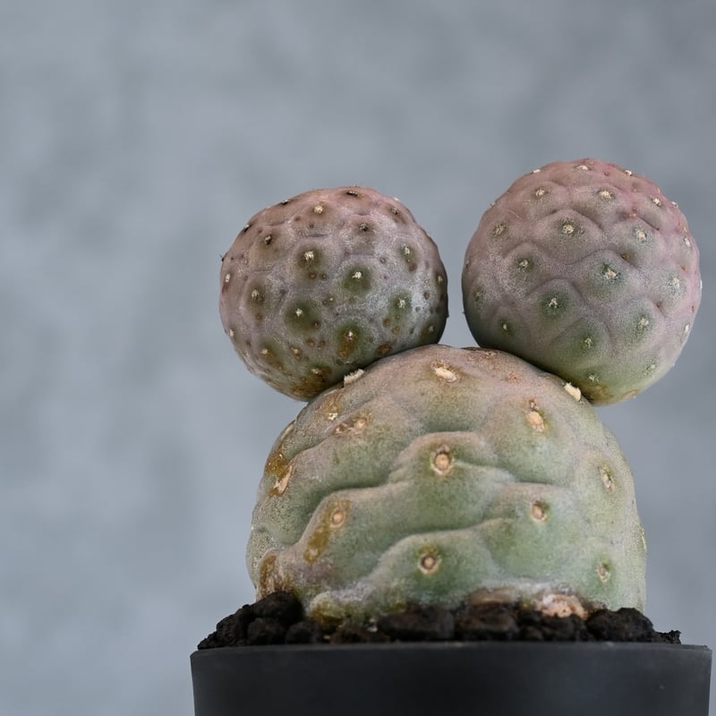 Tephrocactus geometricus / テフロカクタス ゲオメトリクス 大玉 【