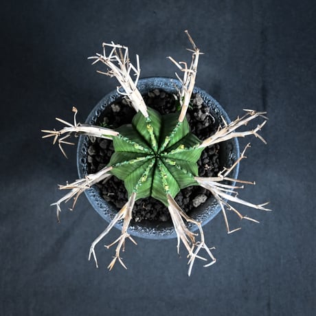 Euphorbia meloformis spp. Super Valida / ユーフォルビア スーパーバリダ 【雄株】【高木実生】 + 信楽焼