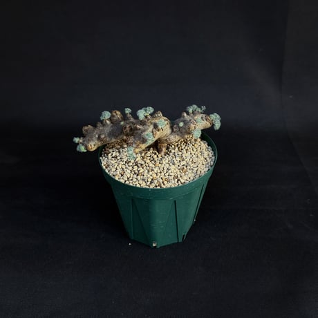 Monsonia multifida  (Sarcocaulon multifidum) / モンソニア ムルチフィダ (サルコカウロン ムルチフィズム)[微発根]
