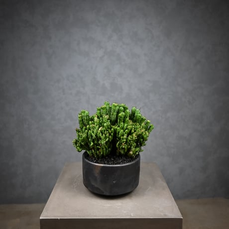 Euphorbia enopla f. monstrosa cristata / ユーフォルビア エノプラ 石化 綴化【実生】 + 信楽焼