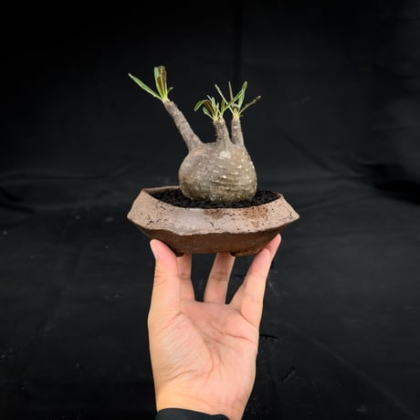 【Premium Line】 Pachypodium rosulatum var. gracilius / パキポディウム グラキリス 【微発根】+ 信楽焼