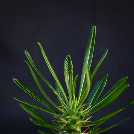 Pachypodium ambongense / パキポディウム アンボンゲンセ 【実生】