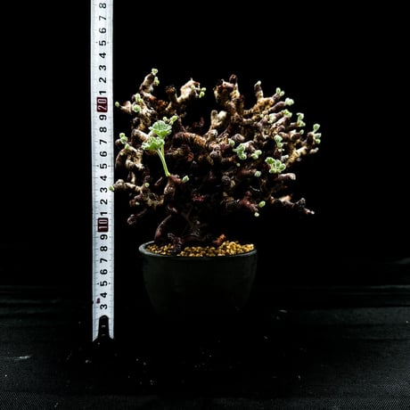 Pelargonium mirabile / ペラルゴニウム ミラビレ (微発根)