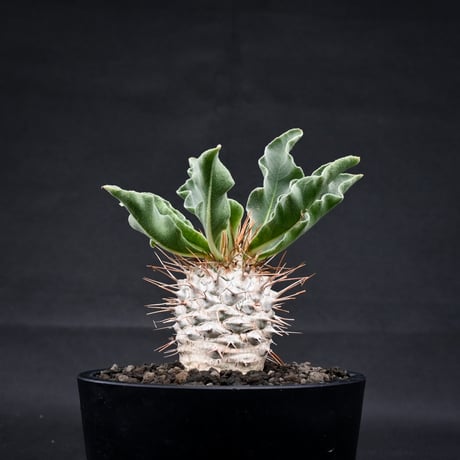 Pachypodium namaquanum / パキポディウム ナマクアナム 【実生】