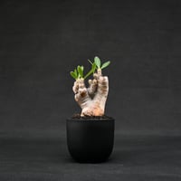 Pachypodium rosulatum var. brevicalyx / パキポディウム ブレビカリクス 【微発根】