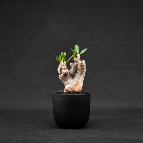 Pachypodium rosulatum var. brevicalyx / パキポディウム ブレビカリクス 【微発根】