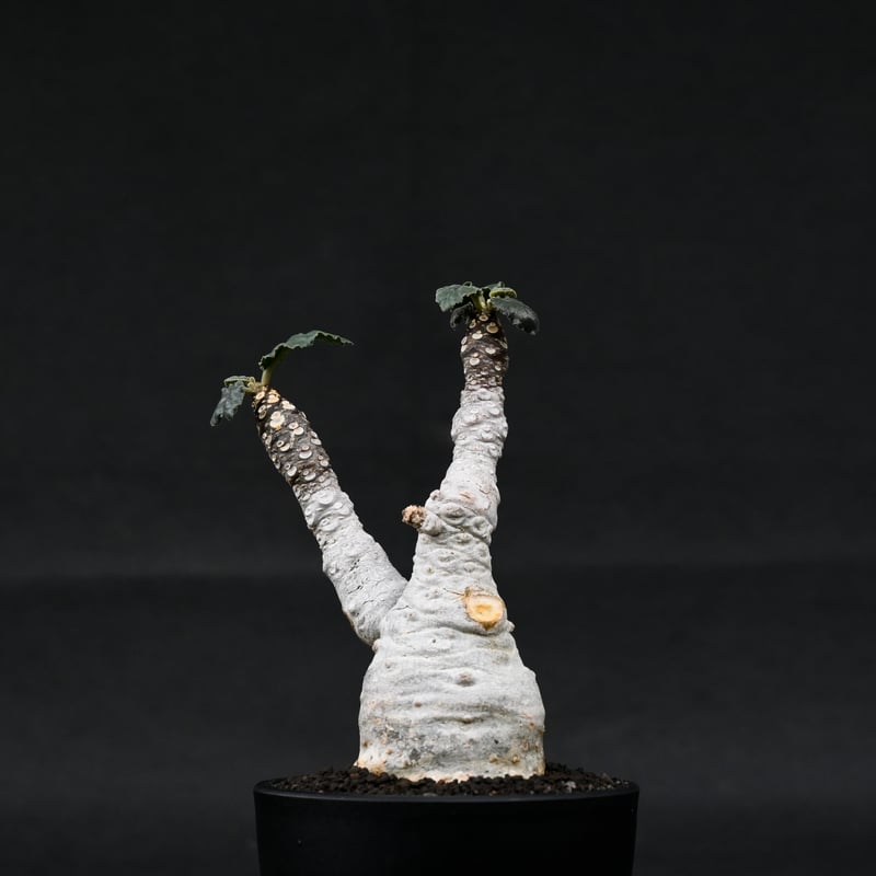 【発根済】ドルステニア フォエチダ Dorstenia foetida / ドルステニア フォエチダ 【微発根】 | GREEN