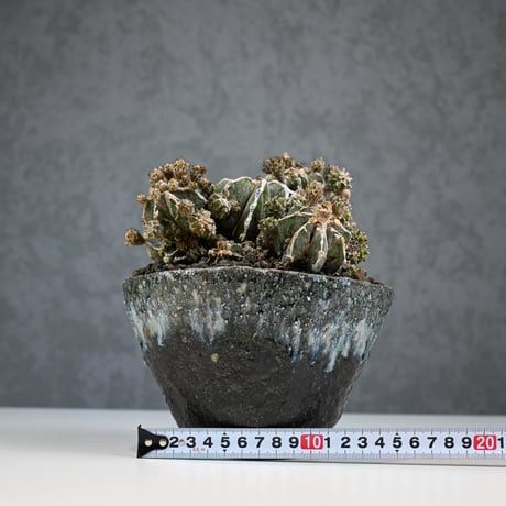 Astrophytum myriostigma f. monstrosa / アストロフィツム 子吹き鸞鳳玉 石化 (モンストローサ) (ランポー)【実生】 + 信楽焼